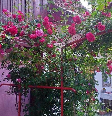 Casa Boierului Imbri Villa Cîrţişoara Exteriör bild