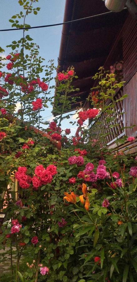 Casa Boierului Imbri Villa Cîrţişoara Exteriör bild