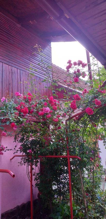 Casa Boierului Imbri Villa Cîrţişoara Exteriör bild